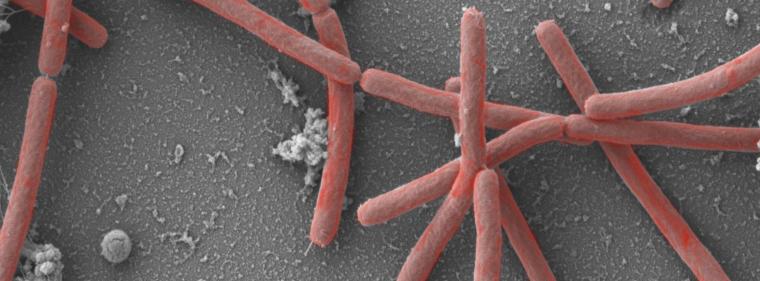 Energie & Management > Gas - Mikrobe des Jahres produziert Bio-Erdgas