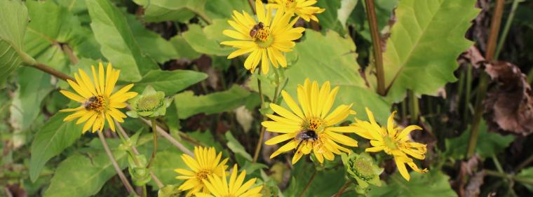 Energie & Management > Biogas - Blüten statt Mais