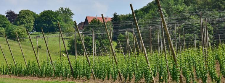 Energie & Management > Photovoltaik - Hopfen und Strom: Bayern testet Agri-PV