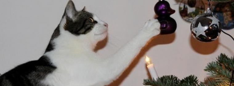 Energie & Management > Effizienz - Am Weihnachtsbaum die (teuren) Lichter brennen