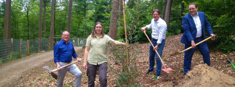 Energie & Management > Klimaschutz - Neue Bäume gegen den Klimawandel