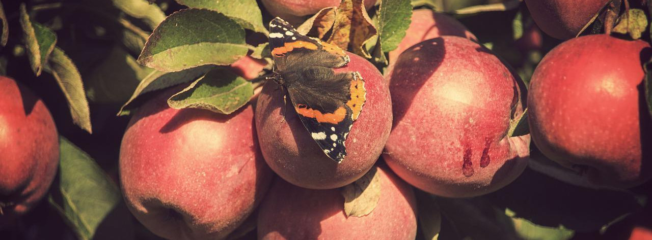 Energie & Management > Photovoltaik - Erste Agri-PV-Anlage in Rheinland-Pfalz offiziell eröffnet