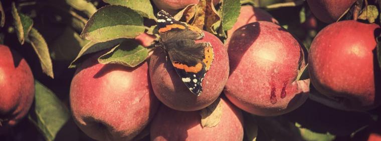 Energie & Management > Photovoltaik - Erste Agri-PV-Anlage in Rheinland-Pfalz offiziell eröffnet