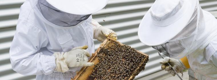 Energie & Management > IT - Smarte Weight Watchers achten auf die Taillen von flotten Bienen