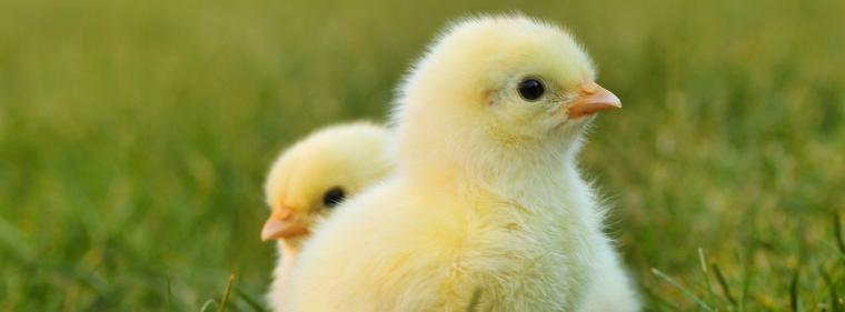 Energie & Management > F&E - Kleinvieh macht auch Mist