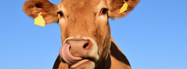 Energie & Management > Photovoltaik - Agri-PV ohne EEG-Förderung und mit Rindern