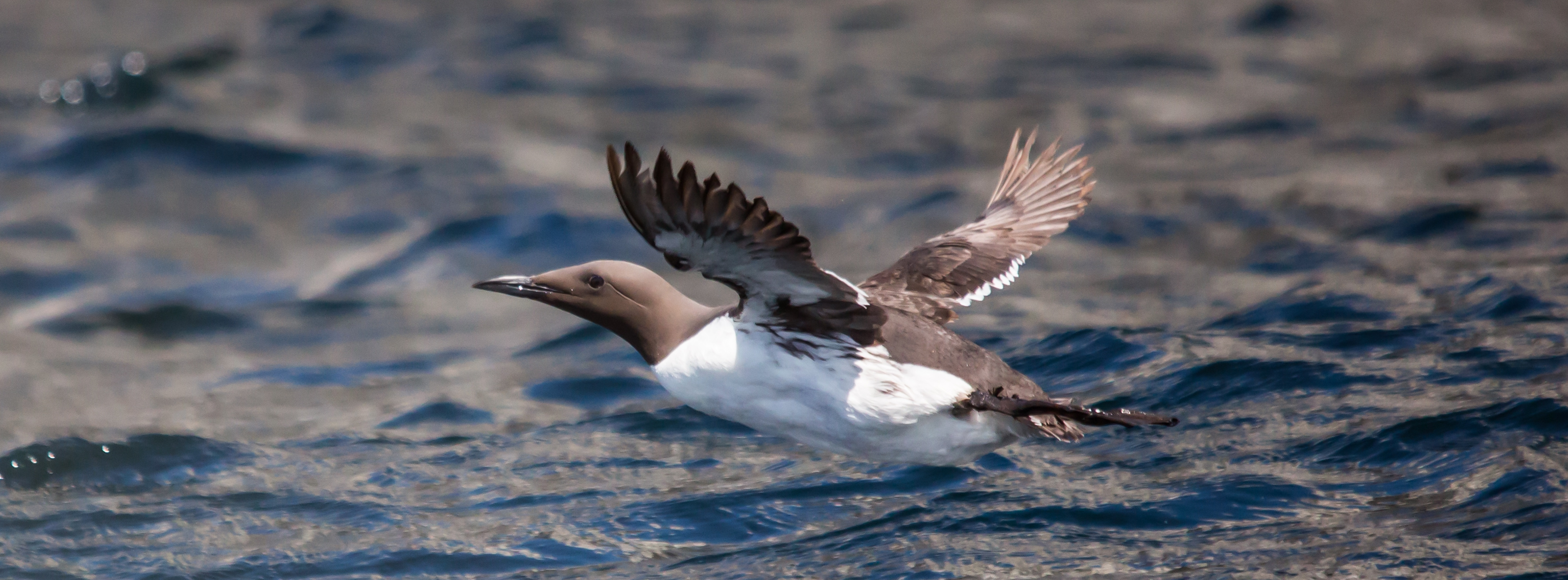 Energie & Management > Windkraft Offshore - Bündnis zwischen Nabu und Offshorewind platzt
