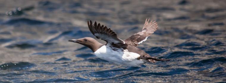 Energie & Management > Windkraft Offshore - Bündnis zwischen Nabu und Offshorewind platzt