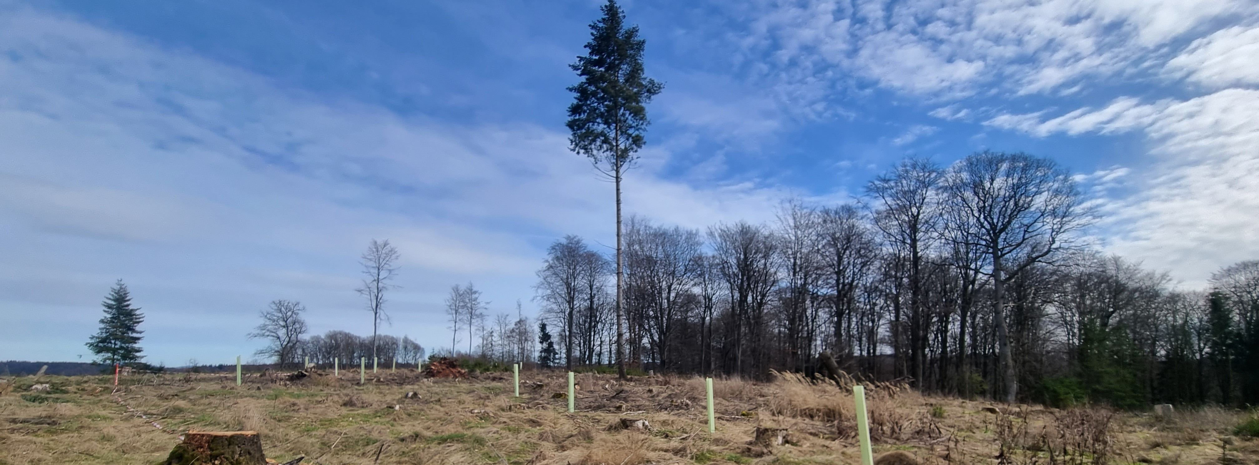 Energie & Management > Politik - Landes-CDU will Solaranlagen im Wald verbieten