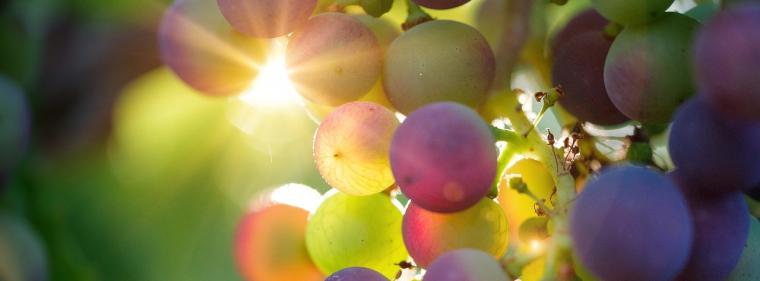 Energie & Management > Photovoltaik - Badenova baut Solaranlage im Weinberg