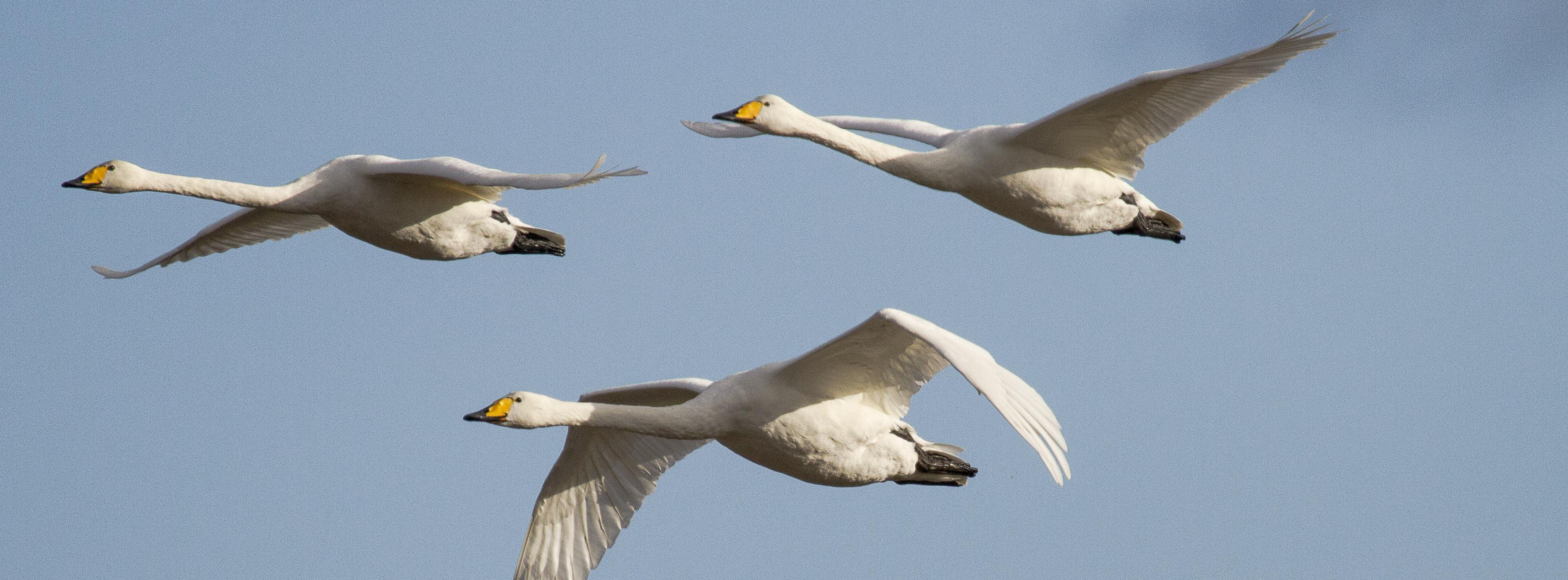Energie & Management > Windenergie - Vögel meiden Windkraftanlagen