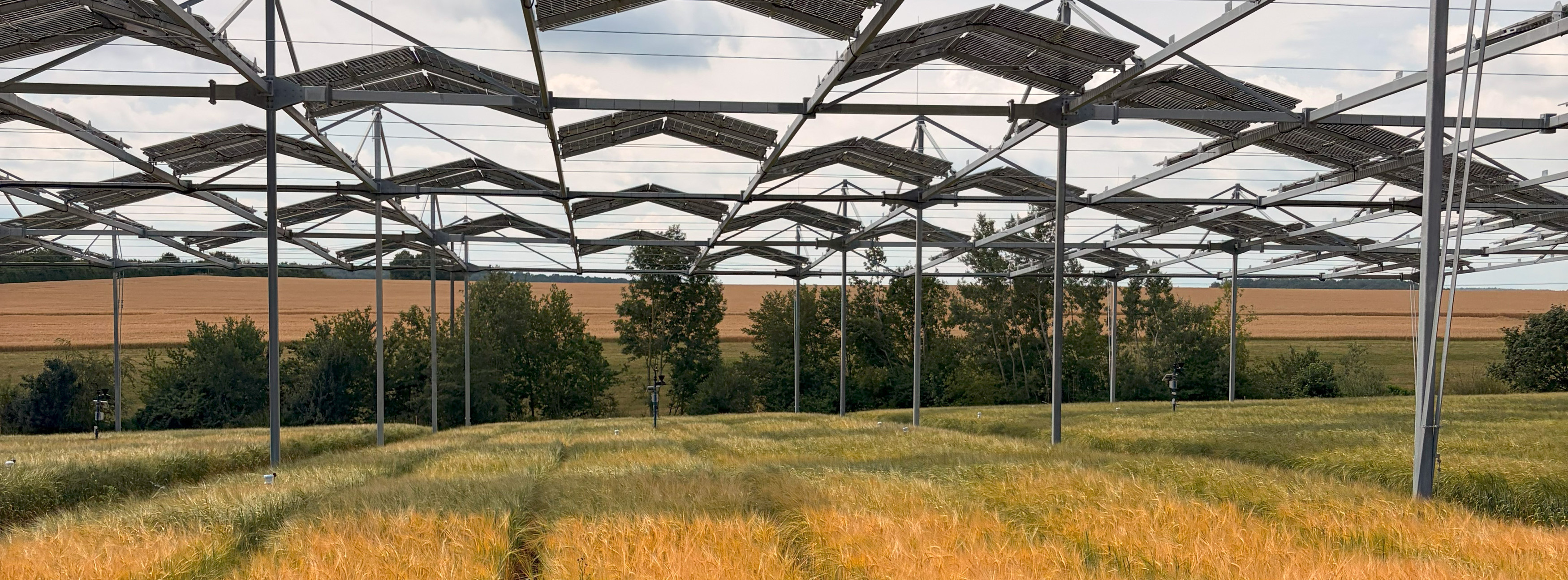 Energie & Management > Photovoltaik - Ackerpflanzen kommen mit Schatten zurecht