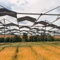 Energie & Management > Photovoltaik - Ackerpflanzen kommen mit Schatten zurecht