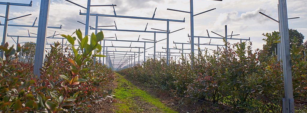 Energie & Management > Photovoltaik - Solarstrom vom Heidelbeerfeld