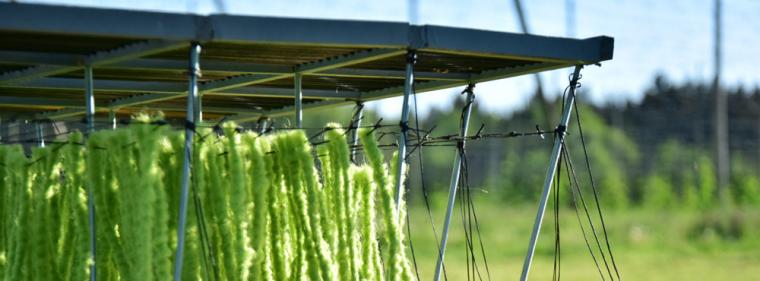 Energie & Management > Photovoltaik - Hopfen-Agri-PV-Pilotanlage in Betrieb genommen