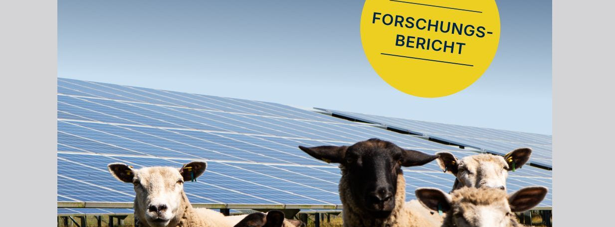 Energie & Management > Photovoltaik - Solarparks auch als Weideland nutzbar
