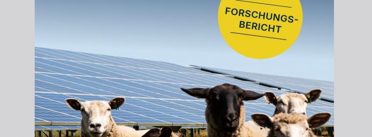 Energie & Management > Photovoltaik - Solarparks auch als Weideland nutzbar