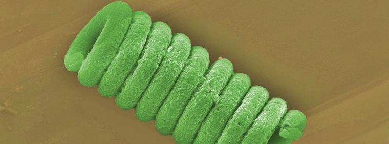 Energie & Management > F&E - Blaualgen produzieren Kraftstoff